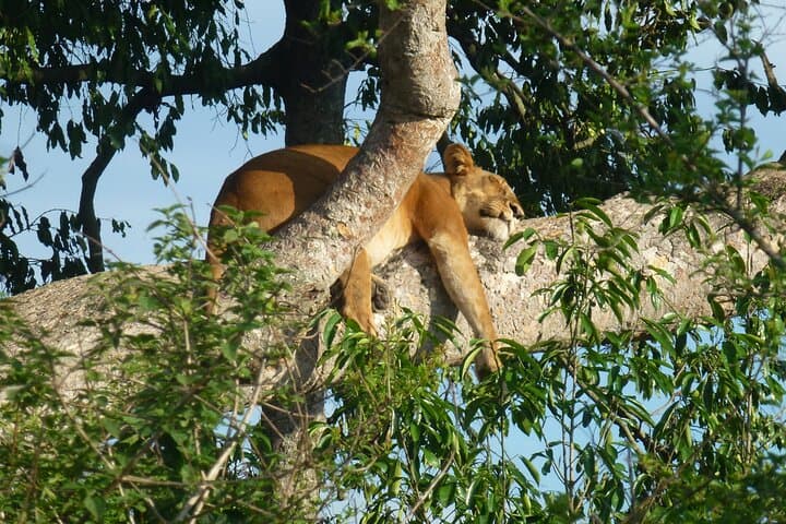 10-Day Uganda Safari: Gorilla Trekking, Chimps & Big Game photo 4