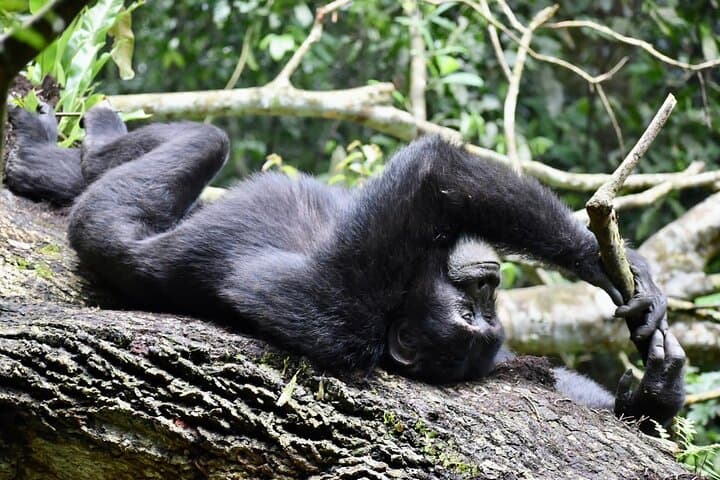 10-Day Uganda Safari: Gorilla Trekking, Chimps & Big Game photo 5