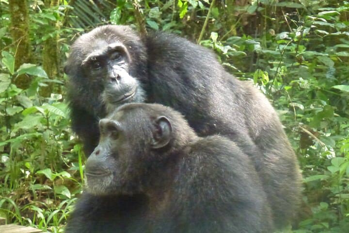10-Day Uganda Safari: Gorilla Trekking, Chimps & Big Game photo 6