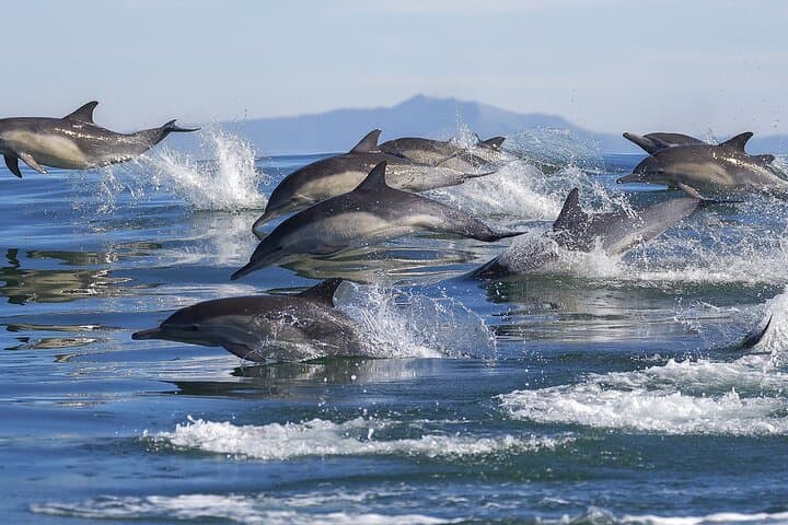 Benagil Cave & Dolphin Watch from Marina de Lagos — Guided Trip with Marine Biologist photo 5