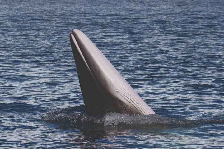 Benagil Cave & Dolphin Watch from Marina de Lagos — Guided Trip with Marine Biologist photo 6
