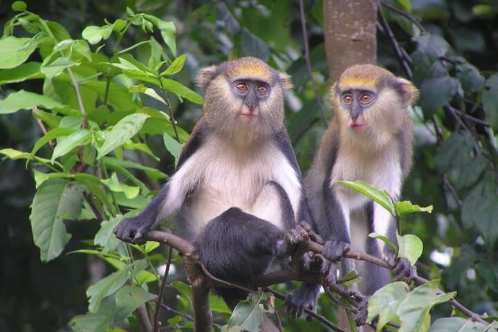 15-Day Ghana Wildlife Private Tour — West Africa Mammal & Bird Expedition photo 2