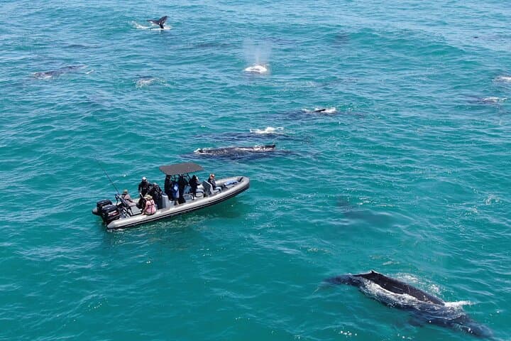Yzerfontein Whale Watching Expedition: Humpback Supergroups & Marine Life