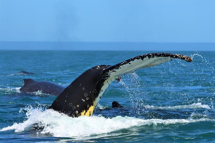 Yzerfontein Whale Watching Expedition: Humpback Supergroups & Marine Life photo 4