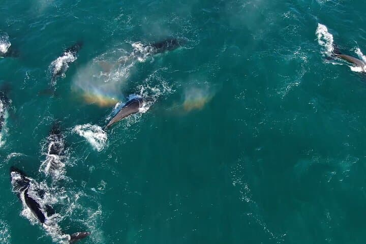 Yzerfontein Whale Watching Expedition: Humpback Supergroups & Marine Life photo 3