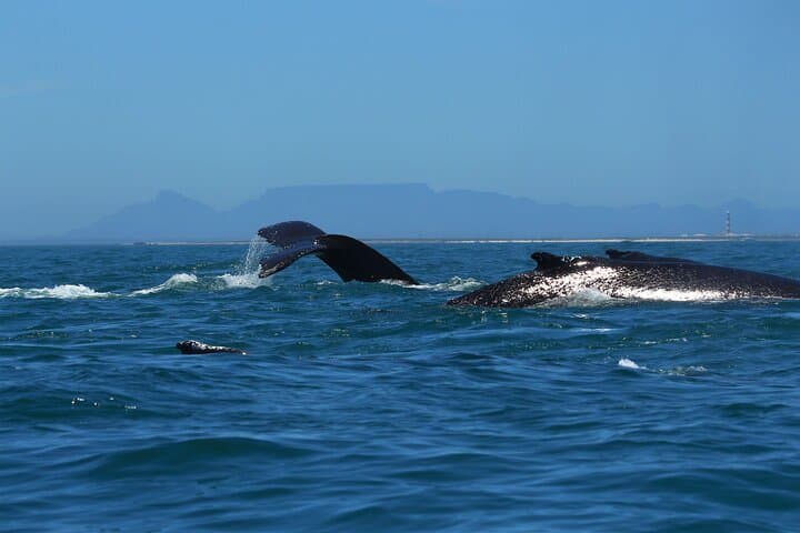 Yzerfontein Whale Watching Expedition: Humpback Supergroups & Marine Life photo 5