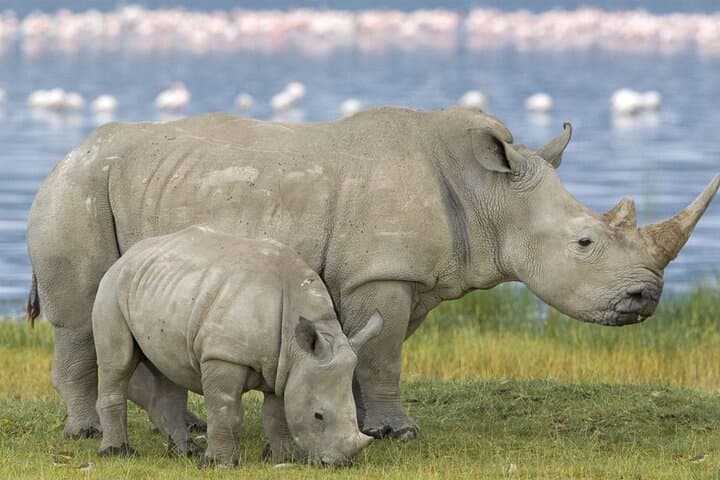 Drakensberg Mountains & Tala Game Reserve: 2-Day Wildlife and Hiking Tour from Durban photo 2