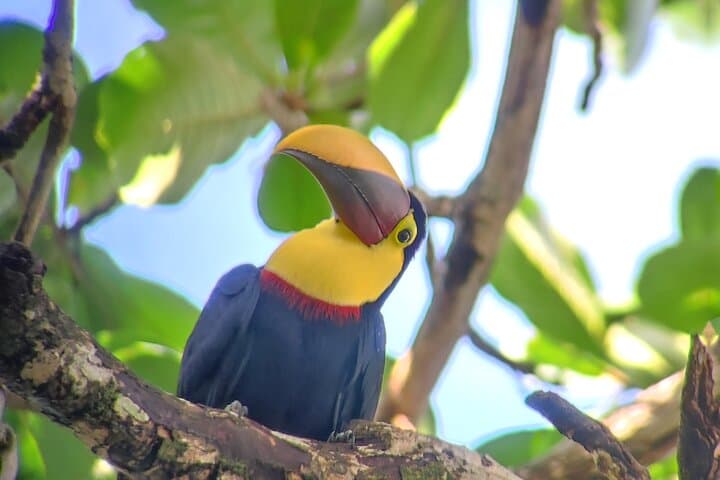 Cahuita National Park Hiking — Caribbean Reef Walk & Wildlife Viewing