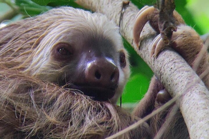 Cahuita National Park Hiking — Caribbean Reef Walk & Wildlife Viewing photo 2
