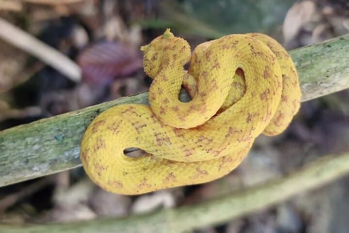 Cahuita National Park Hiking — Caribbean Reef Walk & Wildlife Viewing photo 5