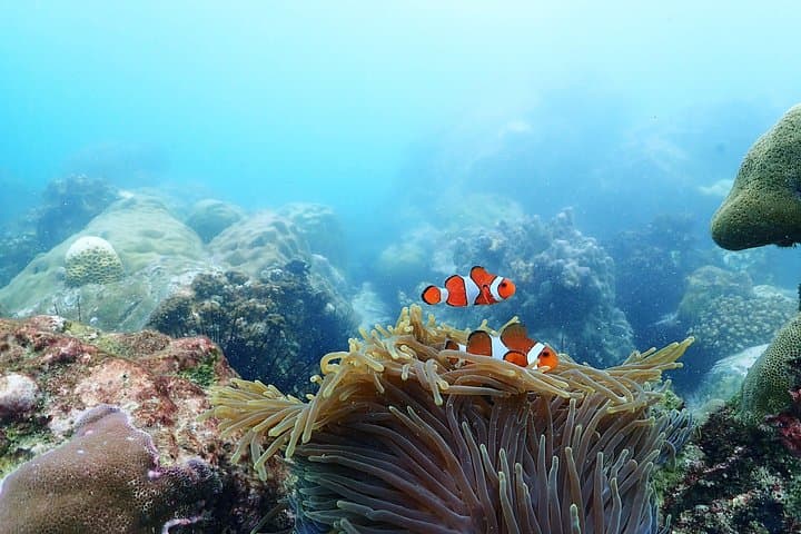 Samae San Bay Full-Day Snorkeling Trip from Bangkok - Speedboat to Three Reefs photo 3