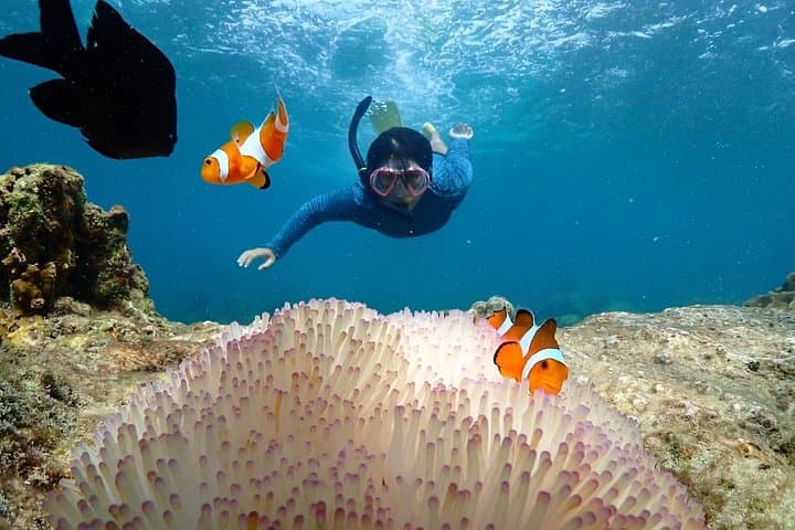Samae San Bay Full-Day Snorkeling Trip from Bangkok - Speedboat to Three Reefs photo 2