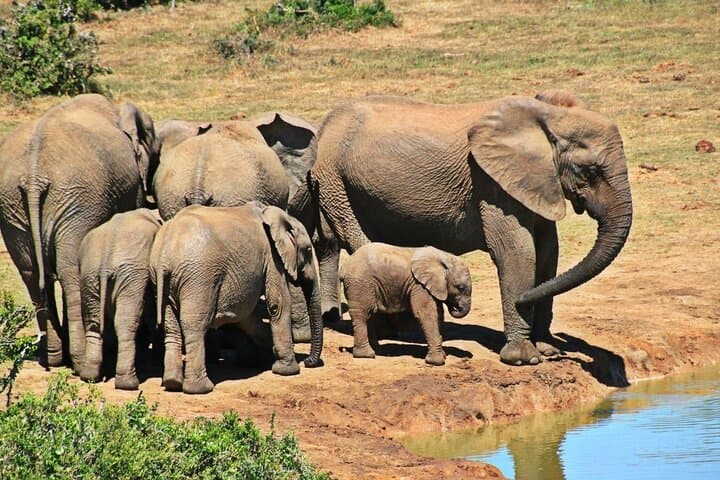 4-Day Private Garden Route and Addo Elephant Safari from Cape Town photo 2