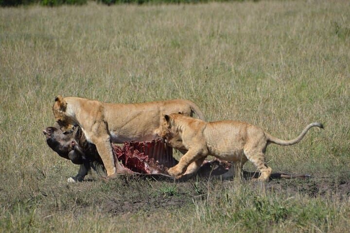 6-Day Private Landcruiser Safari: Masai Mara, Lake Nakuru & Amboseli Wildlife Circuit photo 6