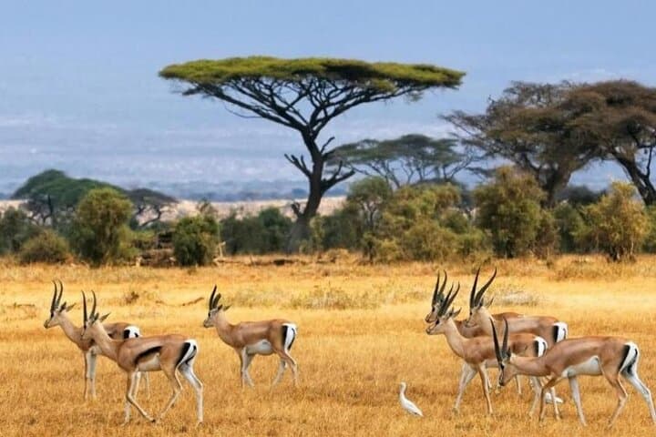 6-Day Private Landcruiser Safari: Masai Mara, Lake Nakuru & Amboseli Wildlife Circuit photo 2
