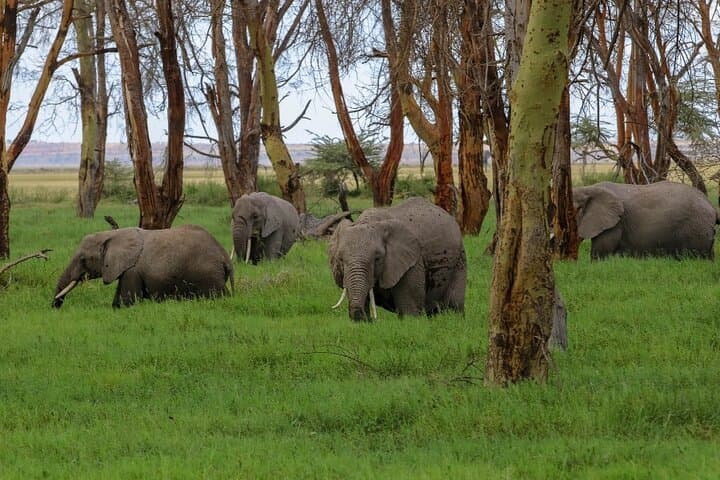 6-Day Private Landcruiser Safari: Masai Mara, Lake Nakuru & Amboseli Wildlife Circuit photo 3