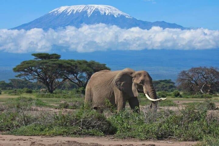 6-Day Private Landcruiser Safari: Masai Mara, Lake Nakuru & Amboseli Wildlife Circuit photo 4