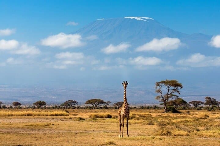 6-Day Private Landcruiser Safari: Masai Mara, Lake Nakuru & Amboseli Wildlife Circuit photo 5