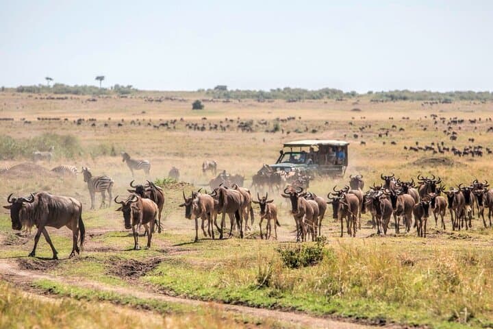 6-Day Private Landcruiser Safari: Masai Mara, Lake Nakuru & Amboseli Wildlife Circuit