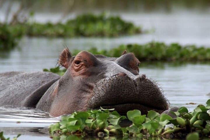 5-Day Masai Mara, Lake Nakuru & Naivasha Safari — Budget Group Tour from Nairobi photo 2