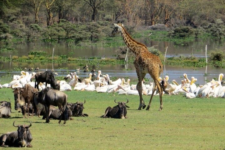 5-Day Masai Mara, Lake Nakuru & Naivasha Safari — Budget Group Tour from Nairobi