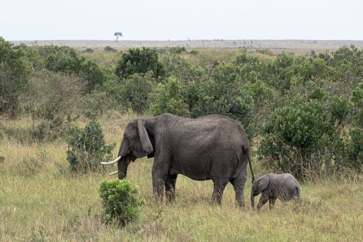 5-Day Masai Mara, Lake Nakuru & Naivasha Safari — Budget Group Tour from Nairobi photo 3