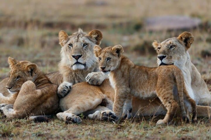 5-Day Masai Mara, Lake Nakuru & Naivasha Safari — Budget Group Tour from Nairobi photo 5