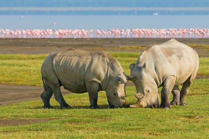 5-Day Masai Mara, Lake Nakuru & Naivasha Safari — Budget Group Tour from Nairobi photo 6