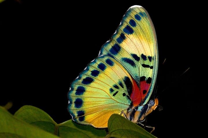 14-Day Ghana Butterfly Tour — Rainforest Butterfly Safaris from Accra