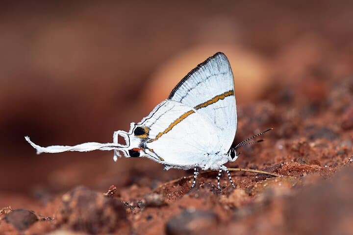 14-Day Ghana Butterfly Tour — Rainforest Butterfly Safaris from Accra photo 2