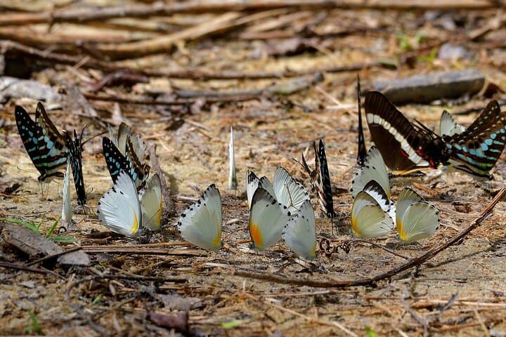 14-Day Ghana Butterfly Tour — Rainforest Butterfly Safaris from Accra photo 3