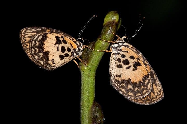 14-Day Ghana Butterfly Tour — Rainforest Butterfly Safaris from Accra photo 4