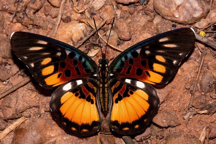 14-Day Ghana Butterfly Tour — Rainforest Butterfly Safaris from Accra photo 5