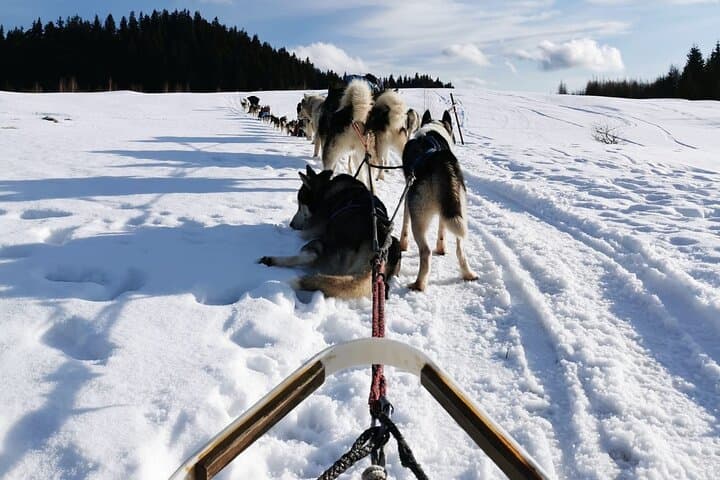 1.5-Hour Private Dog Sledding in Harghita County — Winter Mushing Experience