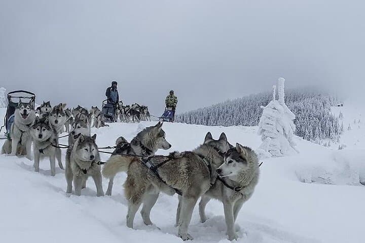 1.5-Hour Private Dog Sledding in Harghita County — Winter Mushing Experience photo 2