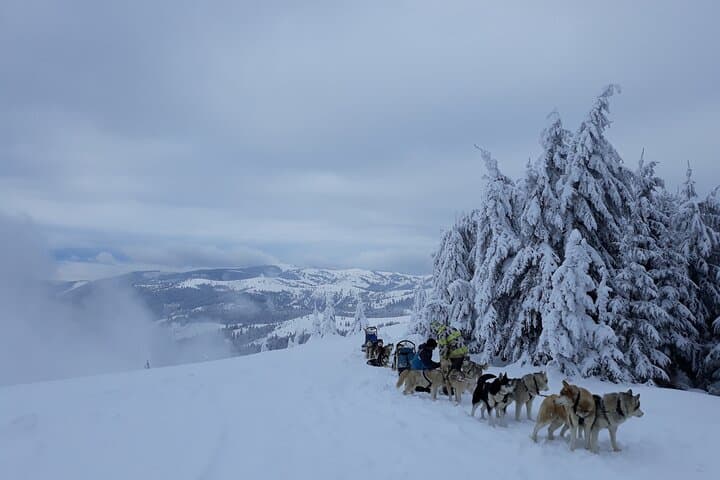 1.5-Hour Private Dog Sledding in Harghita County — Winter Mushing Experience photo 3