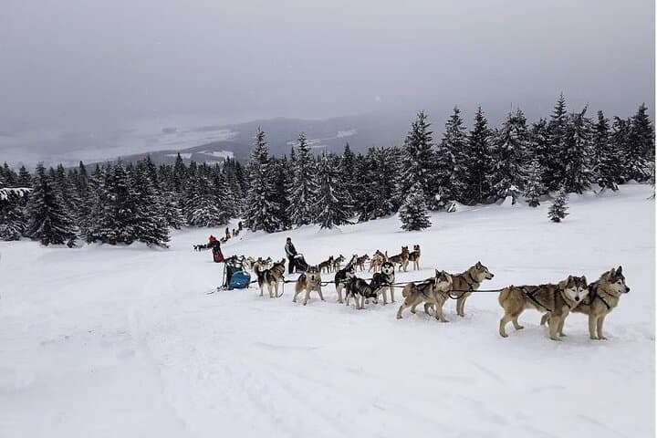 1.5-Hour Private Dog Sledding in Harghita County — Winter Mushing Experience photo 4