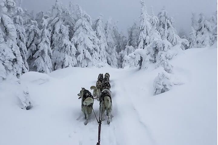 1.5-Hour Private Dog Sledding in Harghita County — Winter Mushing Experience photo 5