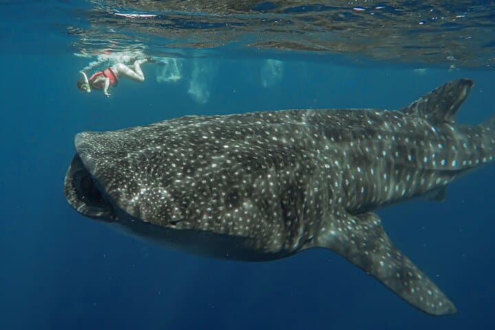 Swim with Whale Sharks off Isla Mujeres — Snorkel Tours from Cancun photo 2