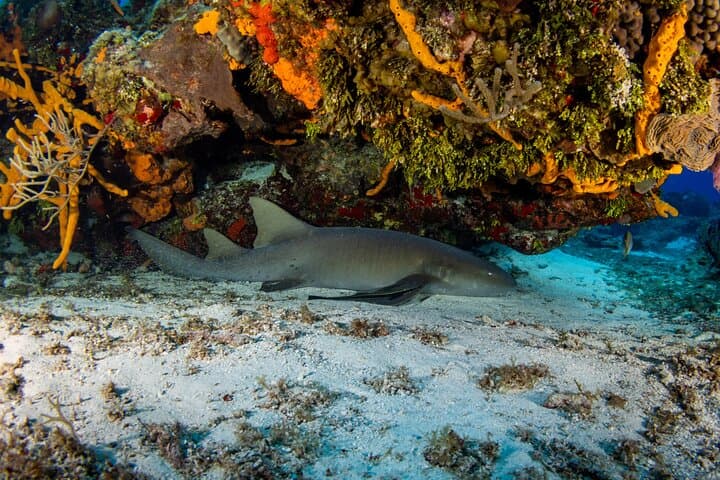 Two-Tank Cozumel Wall Dives — Ferry to UNESCO Reef photo 2