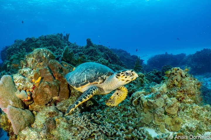 Two-Tank Cozumel Wall Dives — Ferry to UNESCO Reef photo 5