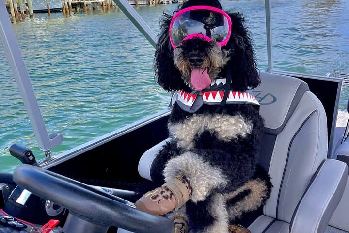 Private Slide Pontoon Charter in Destin — Crab Island, Snorkel & Dolphin Watch photo 6