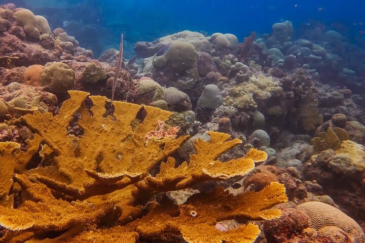 Discover Scuba Diving in Curaçao: Beginner-Friendly Reef Dives with Soul Divers photo 3