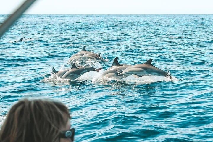 Byron Bay Dolphin Tour Ocean Safari — Ballina Cruises to Cape Byron Marine Park