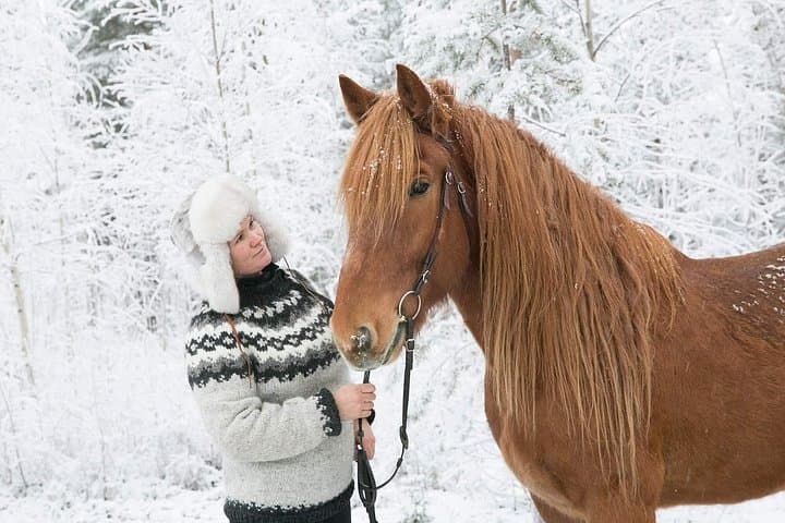Private Finnhorse Sleigh Ride in Rovaniemi's Snowy Forest photo 6