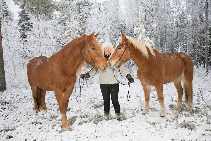 Private Finnhorse Sleigh Ride in Rovaniemi's Snowy Forest photo 5