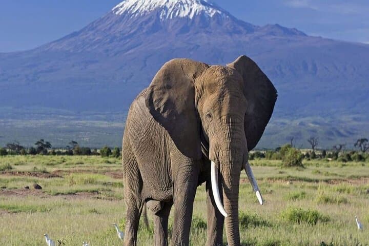 2-Day Amboseli Safari from Nairobi — Elephants, Kilimanjaro Views & Game Drives photo 4