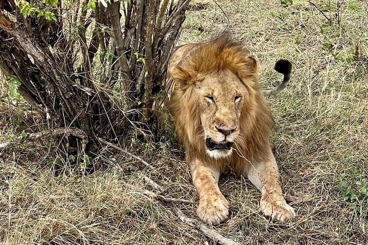 Exploring Kenya’s Masai Mara: A Thrilling 3-Day Jeep Safari photo 5