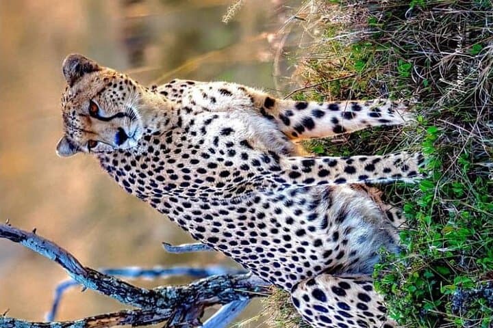 Ultimate 3-Day Masai Mara Safari: Big Five and Hell's Gate Adventure