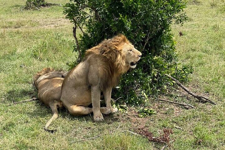 Ultimate 3-Day Masai Mara Safari: Big Five and Hell's Gate Adventure photo 2